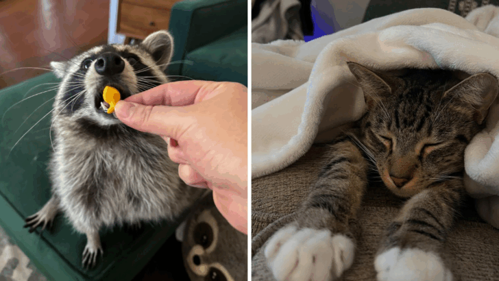 8 Wild Truths About Why Cats and Raccoons Just Can’t Coexist