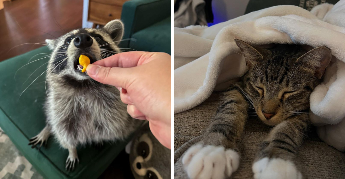 8 Wild Truths About Why Cats and Raccoons Just Can’t Coexist