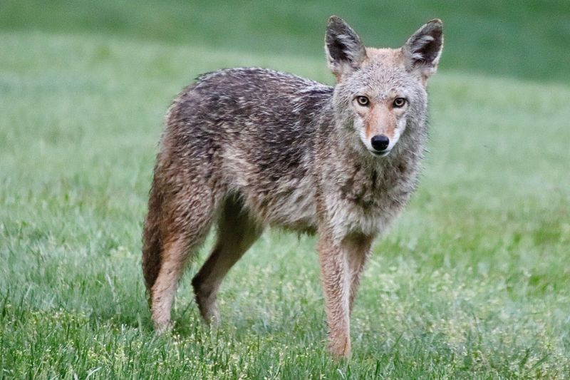8. Stay Vigilant in Coyote-Prone Areas