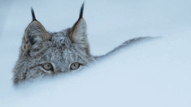 9 Big Cats That Outsmart Their Prey Through Patience and Skill