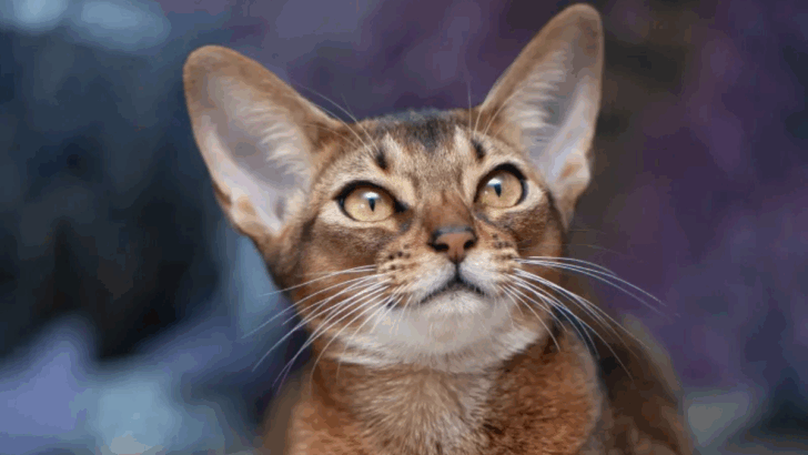 9 Cat Breeds That Love Their Humans More Than Anything
