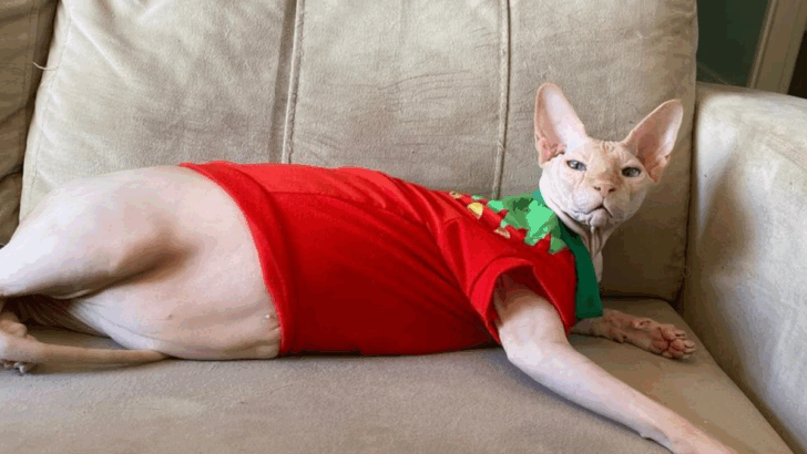 9 Cats That Roll Their Eyes at You (Then Sleep on Your Pillow)