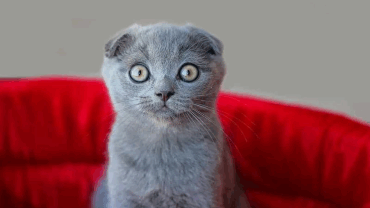 9 Ideal Cat Breeds for Those Who Live Alone, Recommended by Vets