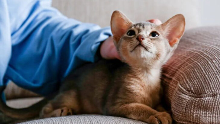 9 Amazing Things Cats Can Detect by Smell That Humans Have No Clue About