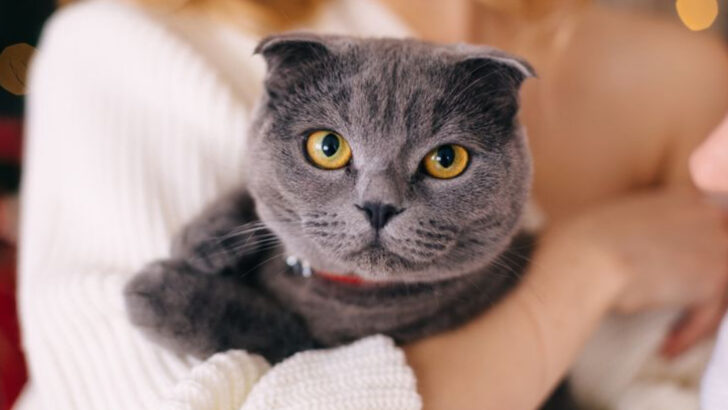 9 Cat Breeds That Are Too Introverted for the Hustle of Big Families