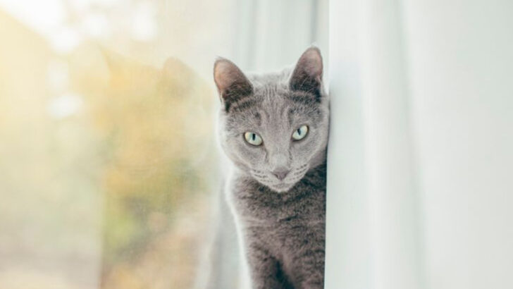 9 Cat Breeds That Will Supervise Everything You Do (Whether You Like It or Not)