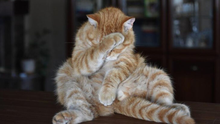 9 Comforting Ways Your Cat Helps You De-Stress Without Saying a Word