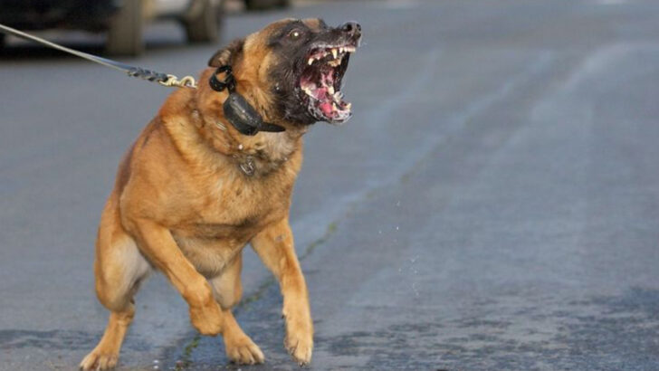 9 Dog Breeds With a High Prey Drive That Could Harm Your Cat