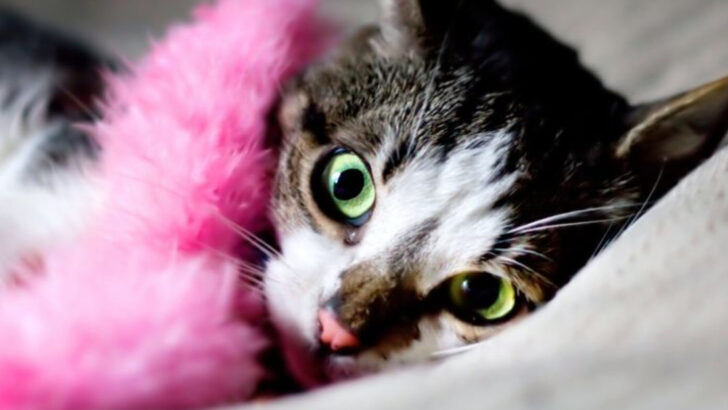9 Emotional Patterns Cats Develop Over Years With Owners