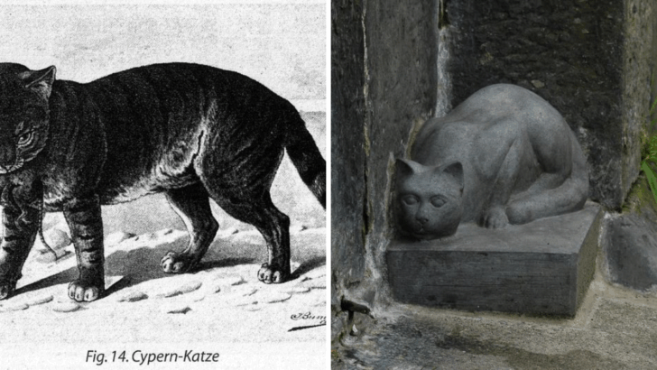 Extinct Cat Breeds That Were Loved, Lost, and Forgotten by History