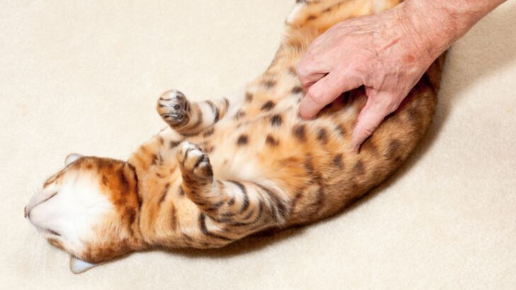 9 Heartwarming Signs Your Cat Sees You as Their Real Mom or Dad (Not Just a Roommate)