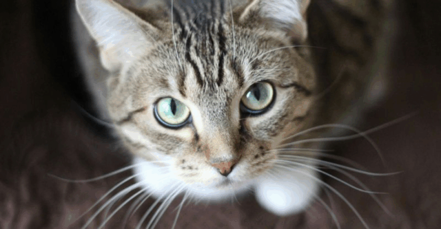 9 Human Words Cats Actually Understand & 6 They Just Don’t Care About
