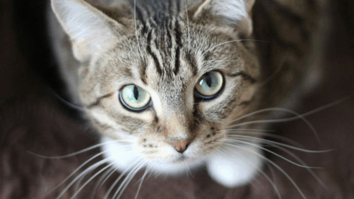 9 Human Words Cats Actually Understand & 7 They Just Don’t Care About