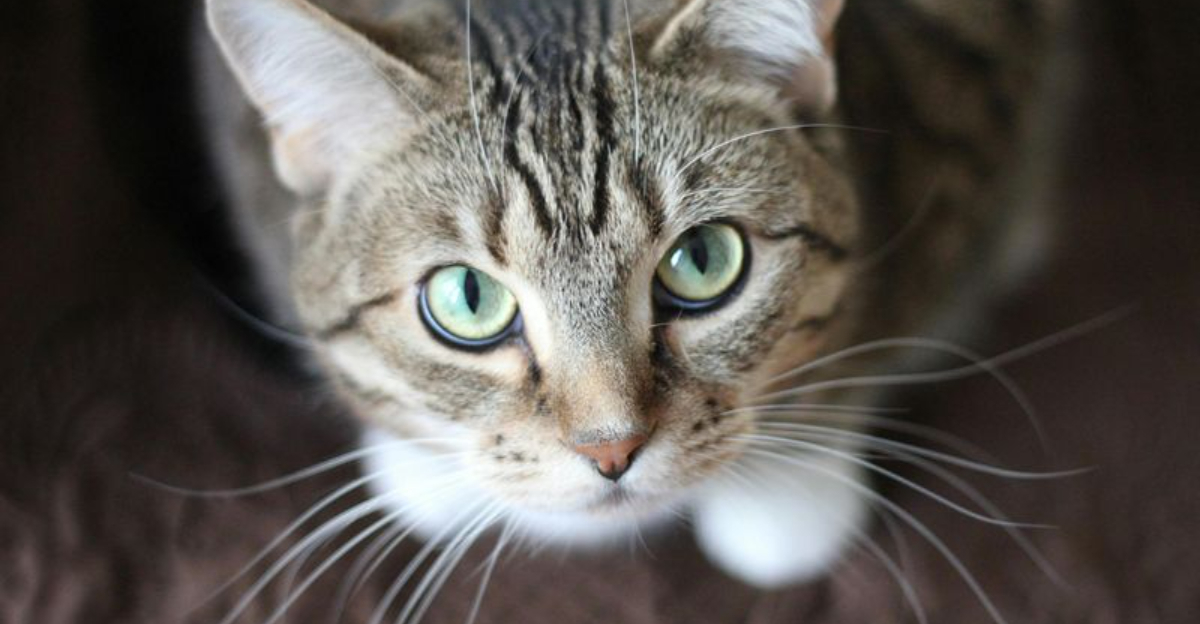 9 Human Words Cats Actually Understand & 6 They Just Don’t Care About