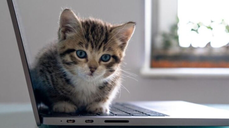 9 Low-Key Ways Your Cat’s Asking for a Little Extra Love