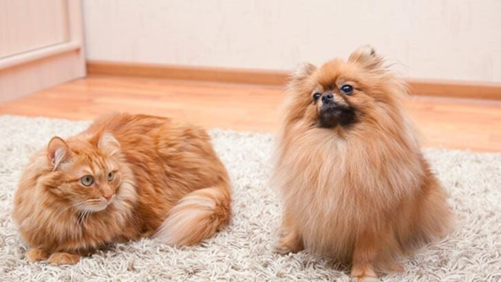 9 Pets Sassy Enough to Stand Up to a Cat—and Still Survive