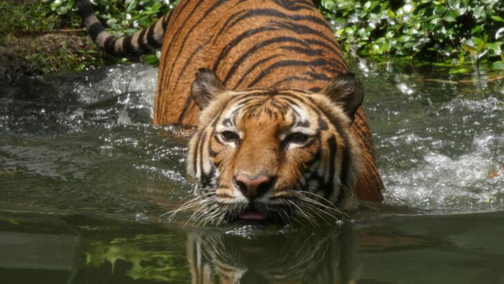 9 Rare Big Cats That Are on the Brink of Extinction
