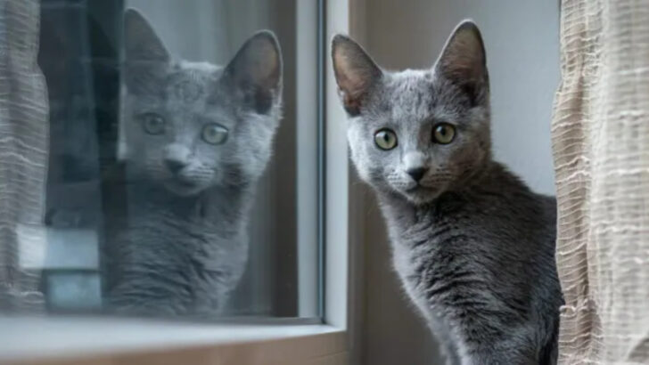 9 Recommended Cat Breeds for Those Living Alone, According to Experts