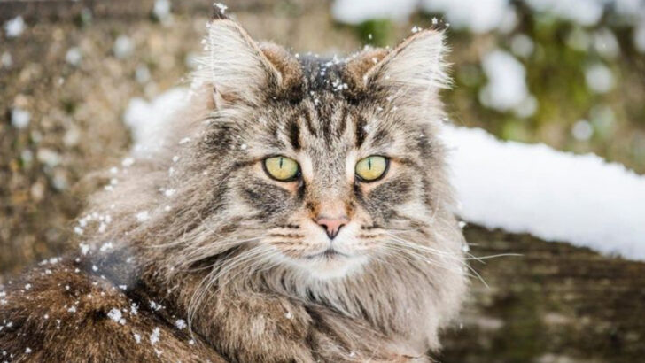 9 Strongest Cat Breeds That Leave Dogs Shaking in Their Boots