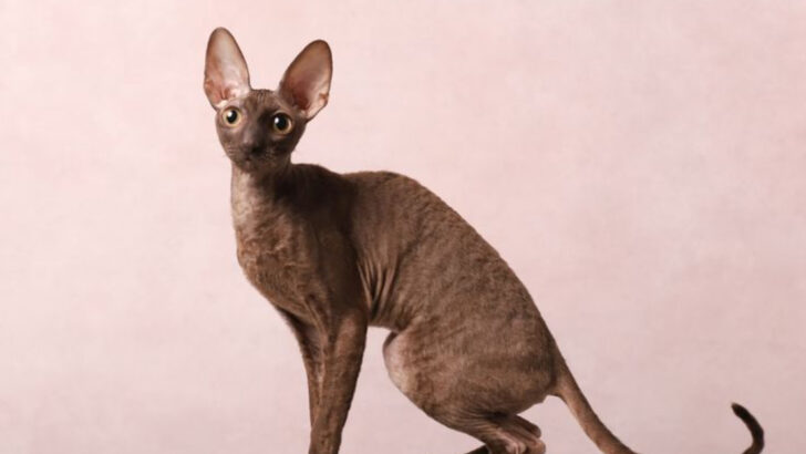 9 Surprising Cat Breeds That Grow Up Faster Than Others