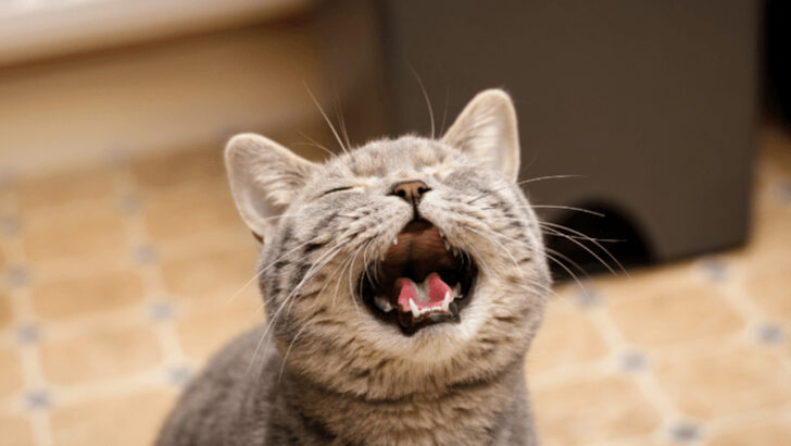 9 Things Cats Do That Seem Rude But Actually Aren’t & 9 That Really Are