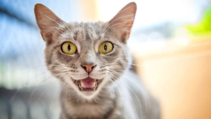 9 Things Your Cat Does When She Feels Safe—The Subtle Signs You Might Be Missing