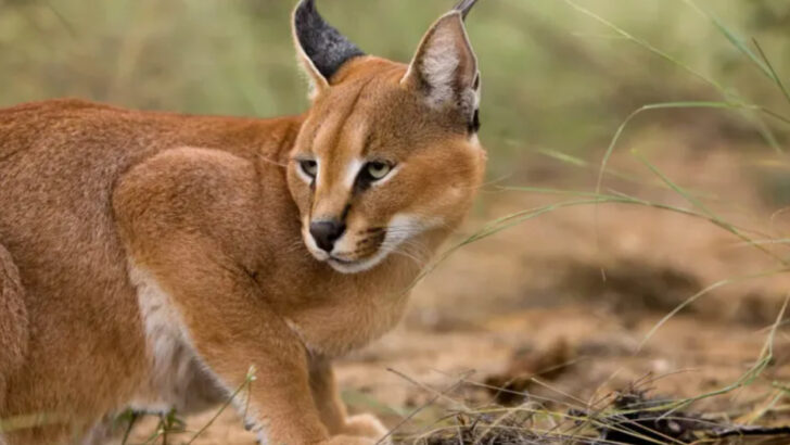 9 Tough Wild Cats That Live In The Harshest Environments