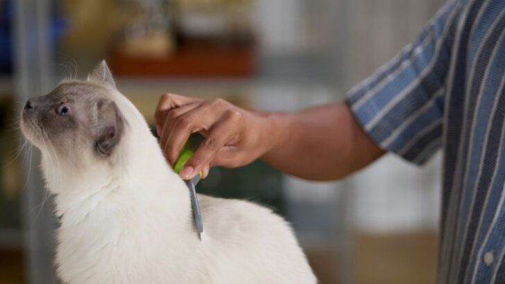 9 Vet-Recommended Steps for Removing Ticks from Cats With Ease