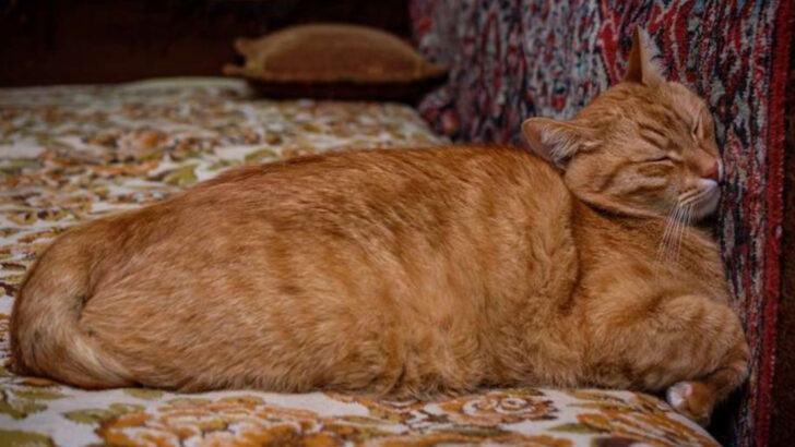 9 Weird Cat Behaviors That Could Be Warning Signs of Health Problems