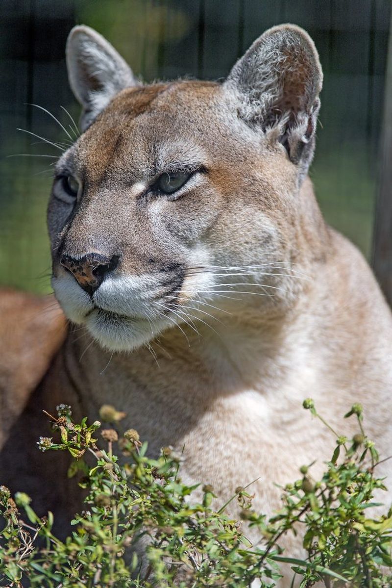 A Critically Endangered Species