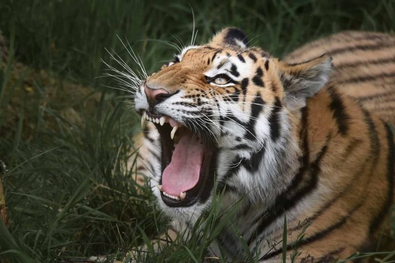 A Tiger's Roar Can Be Heard From Two Miles Away