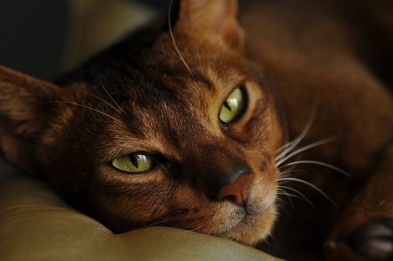 Abyssinian