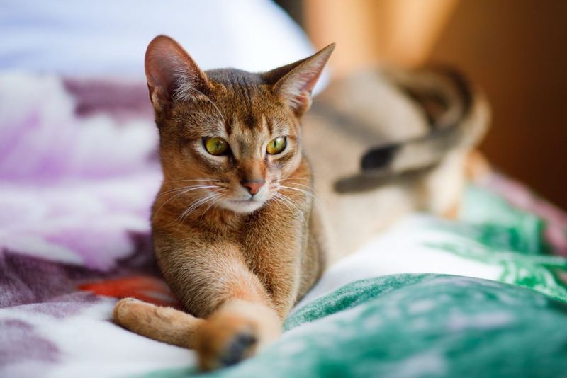 Abyssinian