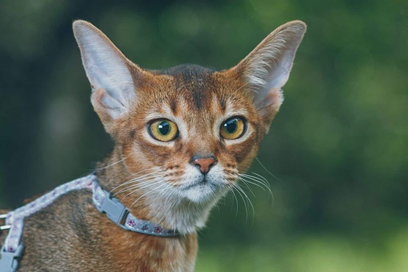 Abyssinian