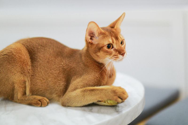Abyssinian