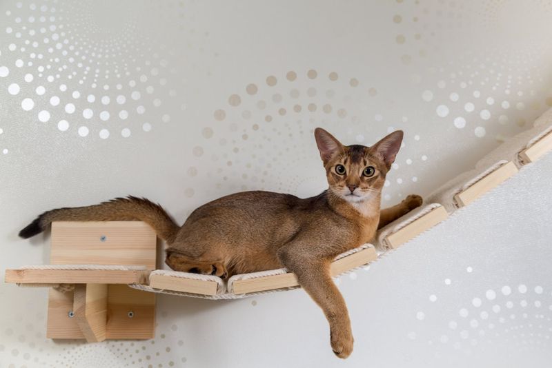 Abyssinian