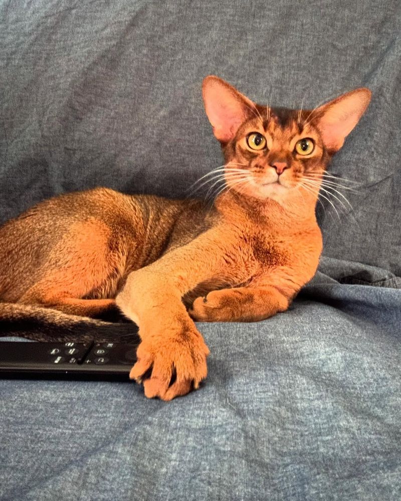 Abyssinian