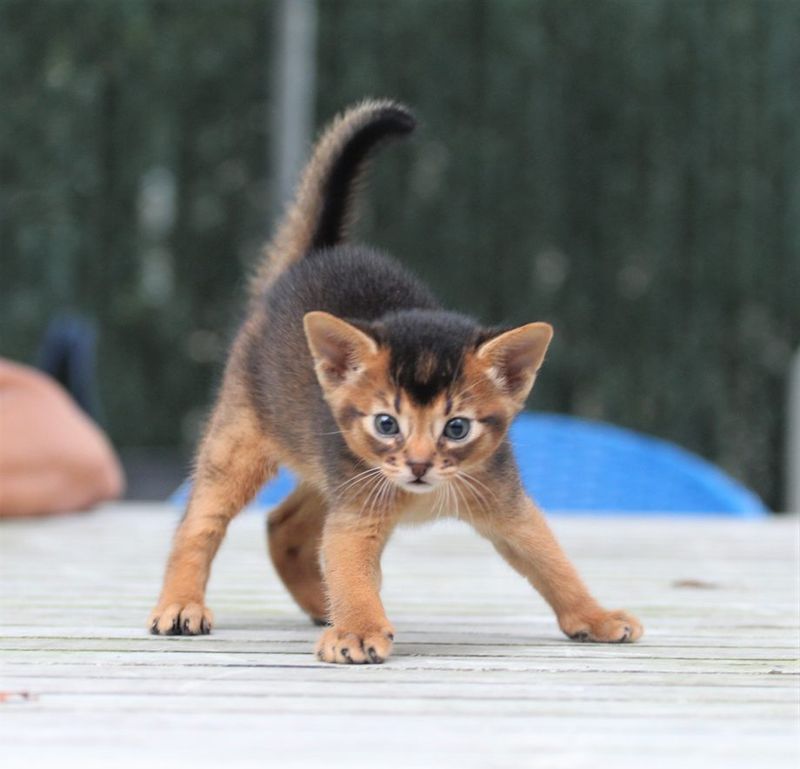 Abyssinian
