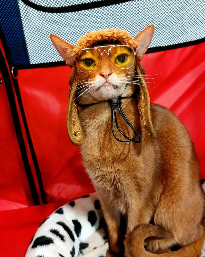 Abyssinian