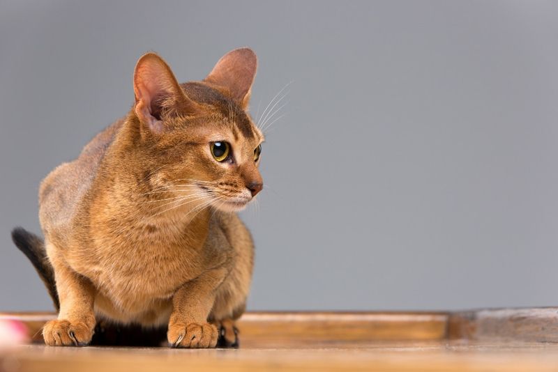 Abyssinian