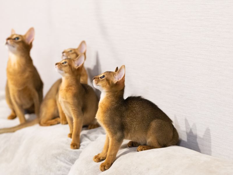 Abyssinian