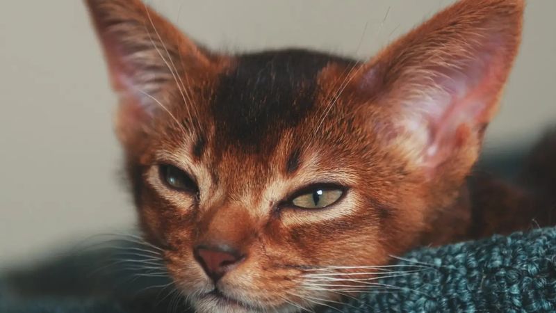 Abyssinian