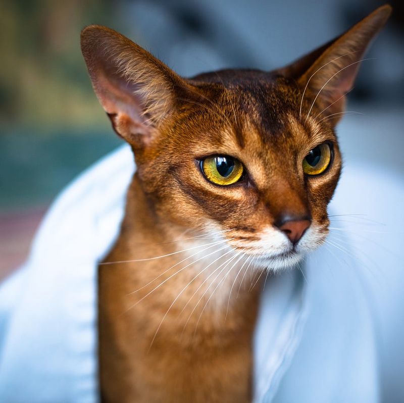 Abyssinian