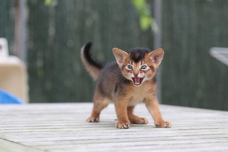 Abyssinian