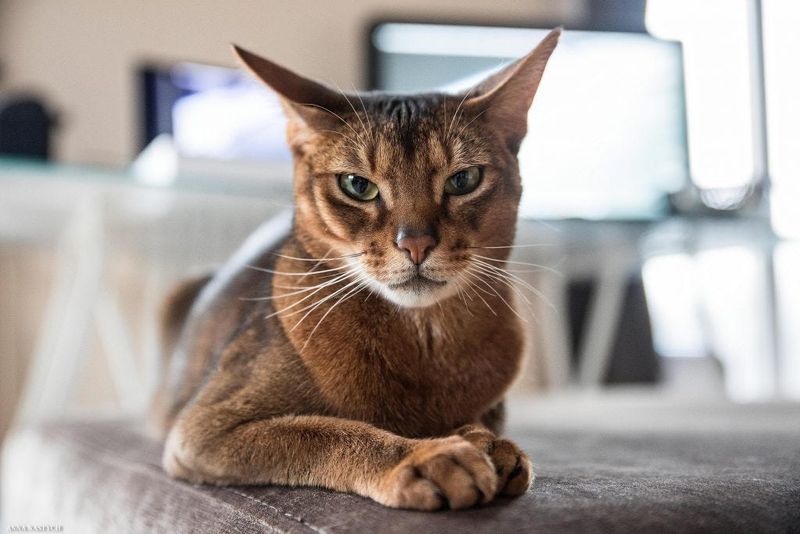 Abyssinian