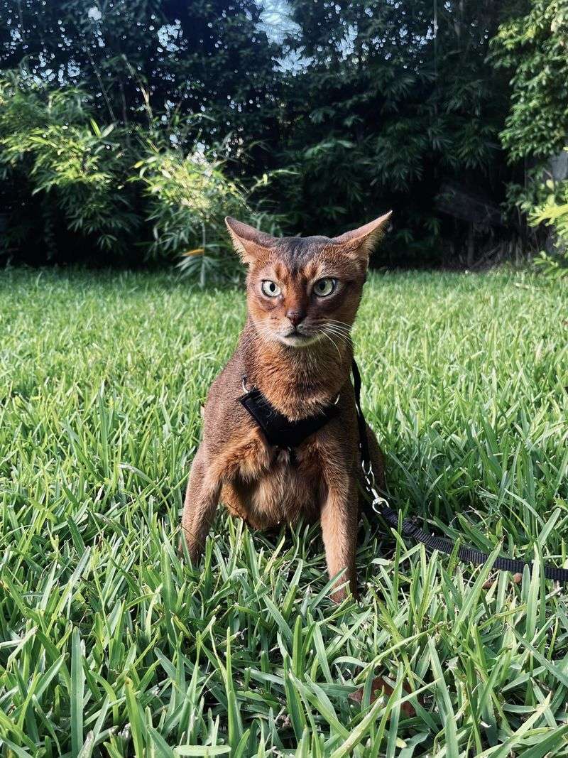 Abyssinian