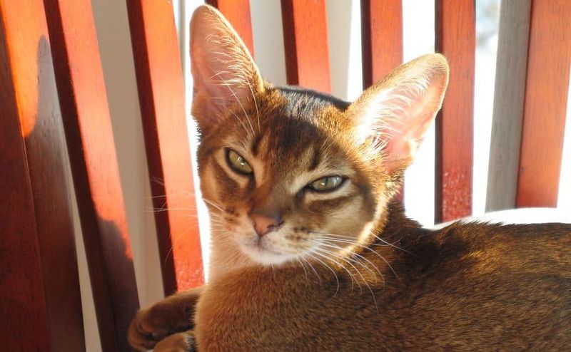 Abyssinian