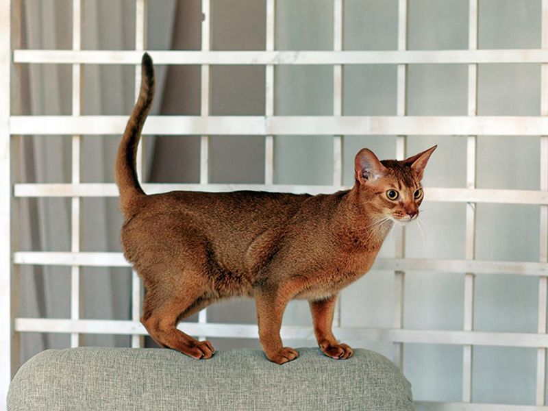 Abyssinian