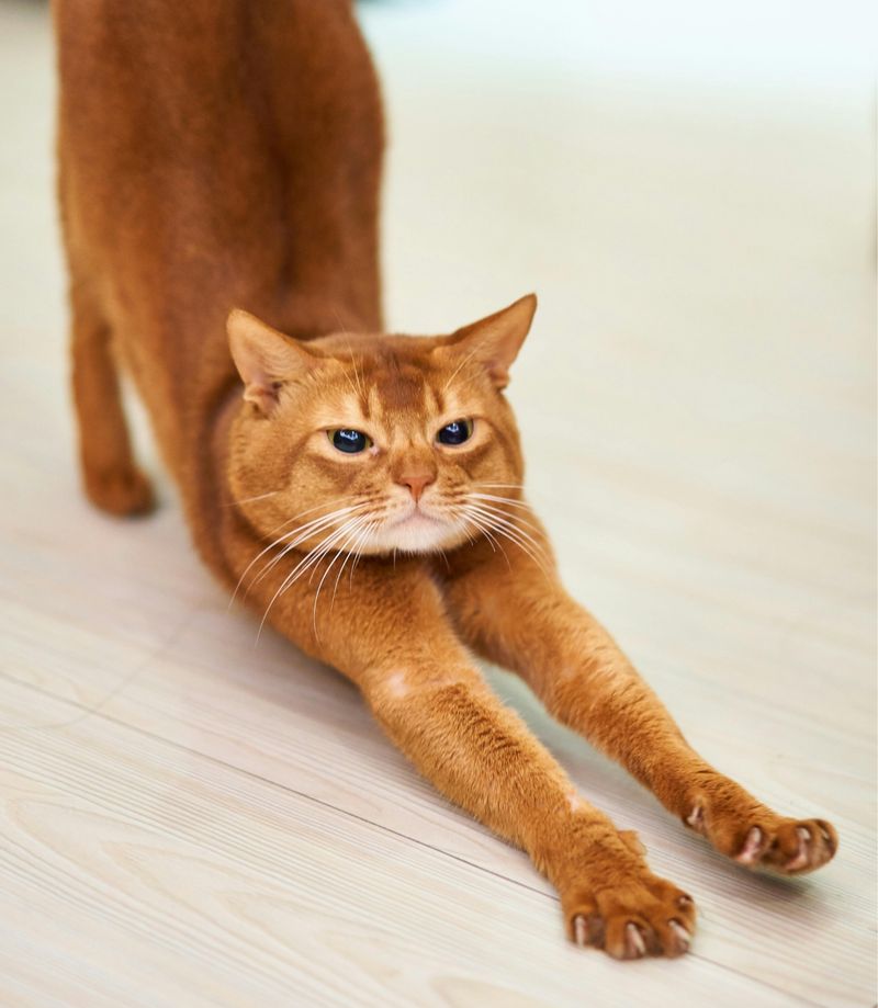 Abyssinian