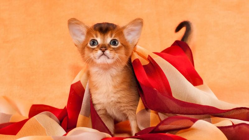 Abyssinian